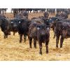 Image 6 : D&N Livestock - 715# Steers - 172 Head (Peebles, SK)