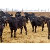 Image 7 : D&N Livestock - 715# Steers - 172 Head (Peebles, SK)