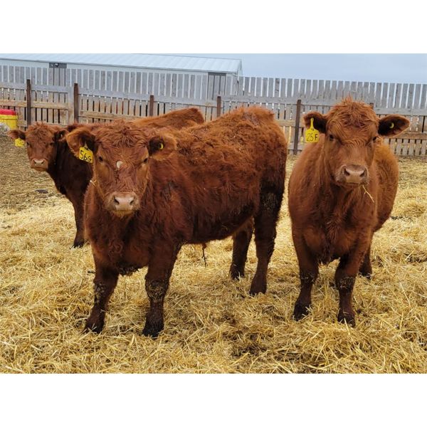 Hebert Livestock Ventures - 725# Steers - 85 Head (Wawota, SK)