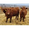 Image 1 : Hebert Livestock Ventures - 725# Steers - 85 Head (Wawota, SK)