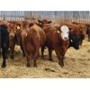 Image 5 : Hebert Livestock Ventures - 725# Steers - 85 Head (Wawota, SK)