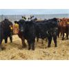 Image 6 : Hebert Livestock Ventures - 725# Steers - 85 Head (Wawota, SK)