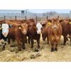 Image 7 : Hebert Livestock Ventures - 725# Steers - 85 Head (Wawota, SK)