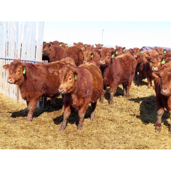 Breault Ranching Ltd. - 720# Steers - 166 Head (Ste. Rose, MB)