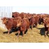 Image 1 : Breault Ranching Ltd. - 720# Steers - 166 Head (Ste. Rose, MB)