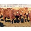 Image 2 : Breault Ranching Ltd. - 720# Steers - 166 Head (Ste. Rose, MB)