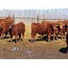 Image 3 : Breault Ranching Ltd. - 720# Steers - 166 Head (Ste. Rose, MB)