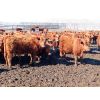 Image 4 : Breault Ranching Ltd. - 720# Steers - 166 Head (Ste. Rose, MB)