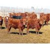 Image 7 : Breault Ranching Ltd. - 720# Steers - 166 Head (Ste. Rose, MB)