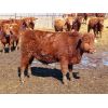 Image 9 : Breault Ranching Ltd. - 720# Steers - 166 Head (Ste. Rose, MB)