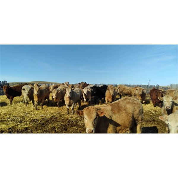 Selte Farms (1985) Ltd. - 900# Steers - 70 Head (Vermilion, AB)