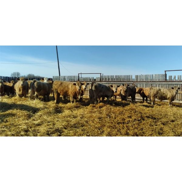 Selte Farms (1985) Ltd. - 800# Steers - 70 Head (Vermilion, AB)