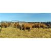 Image 3 : Selte Farms (1985) Ltd. - 800# Steers - 70 Head (Vermilion, AB)