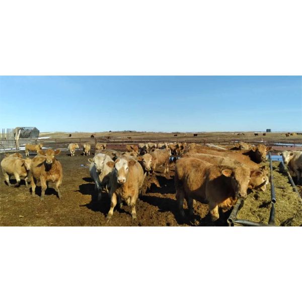 Selte Farms (1985) Ltd. - 900# Heifers - 42 Head (Vermilion, AB)