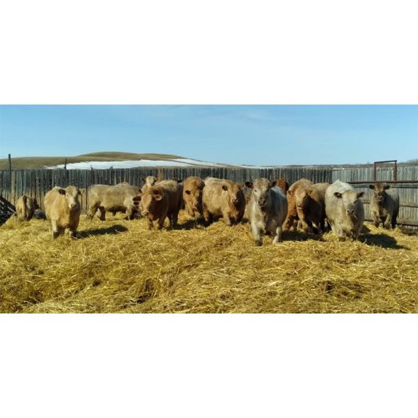 Selte Farms (1985) Ltd. - 790# Heifers - 79 Head (Vermilion, AB)