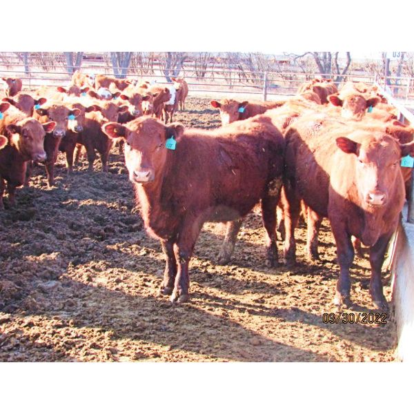 X Bar X Cattle Co. Ltd. - 838# Steers - 147 Head (Lomond, AB)