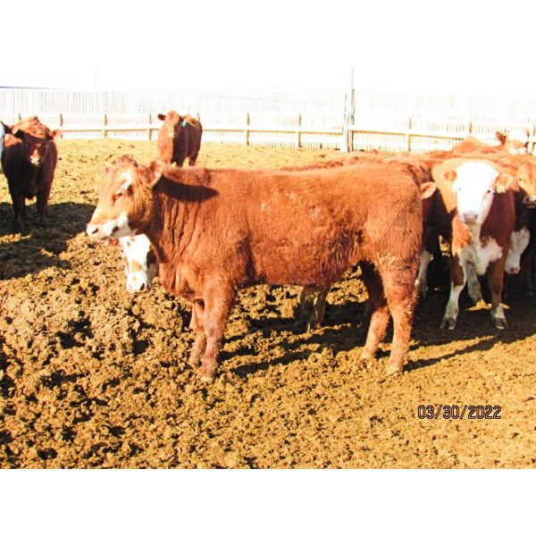 X Bar X Cattle Co. Ltd. - 773# Steers - 64 Head (Lomond, AB)