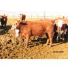 Image 1 : X Bar X Cattle Co. Ltd. - 773# Steers - 64 Head (Lomond, AB)