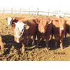 Image 5 : X Bar X Cattle Co. Ltd. - 773# Steers - 64 Head (Lomond, AB)