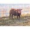 Image 6 : X Bar X Cattle Co. Ltd. - 773# Steers - 64 Head (Lomond, AB)