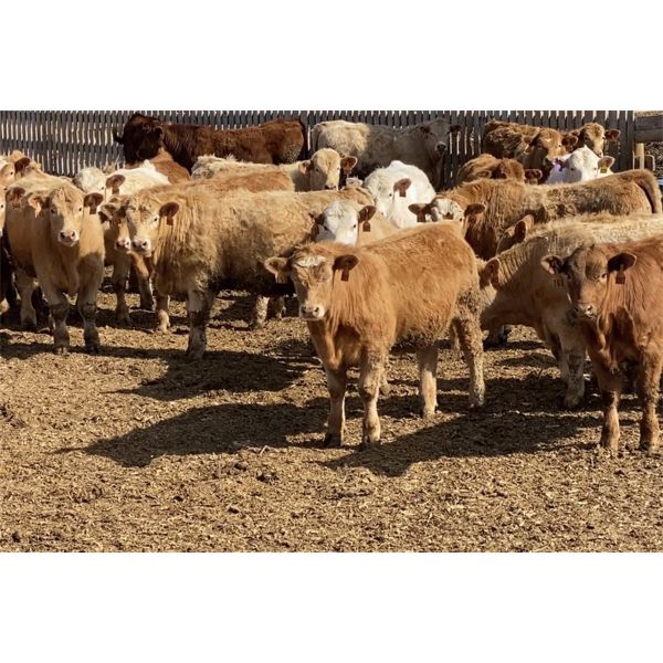 Pleasant View Farms - 920# Steers - 123 Head (Airdrie, AB)