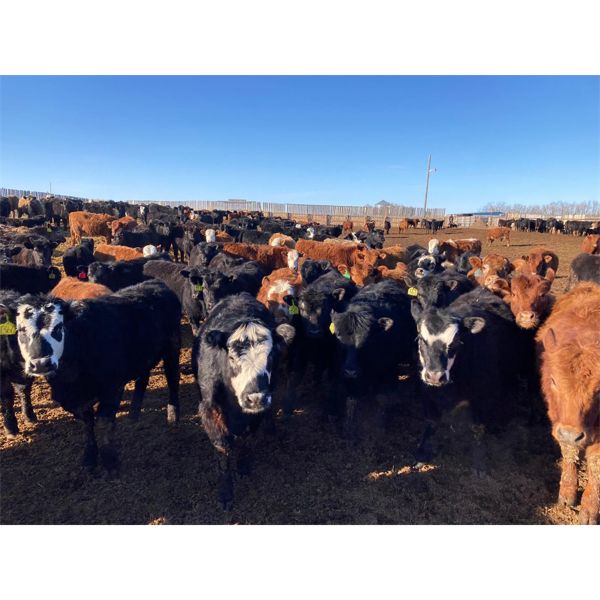 Tee Two Land & Cattle Co. - 630# Heifers - 216 Head (Kelliher, SK)