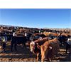 Image 2 : Tee Two Land & Cattle Co. - 630# Heifers - 216 Head (Kelliher, SK)