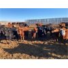 Image 4 : Tee Two Land & Cattle Co. - 630# Heifers - 216 Head (Kelliher, SK)