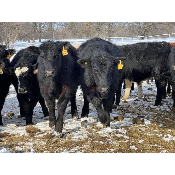 Calvin Rekydal - 820# Steers - 73 Head (Vogar, MB)