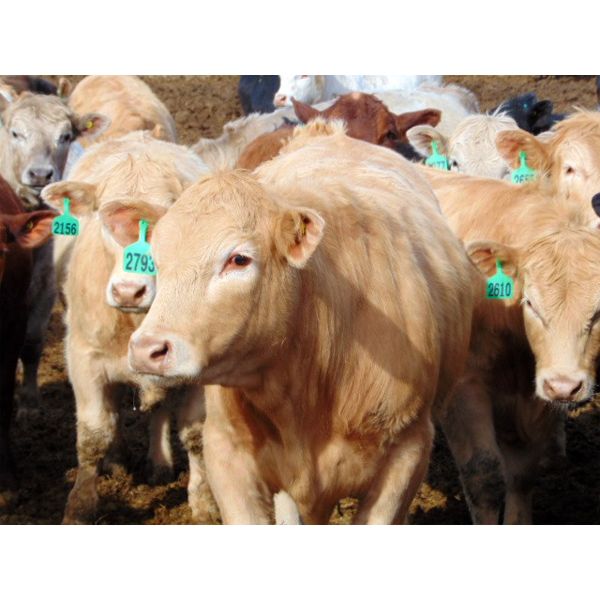 Coro View Farms - 925# Steers - 60 Head (Scandia, AB)