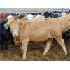 Image 6 : Coro View Farms - 925# Steers - 60 Head (Scandia, AB)