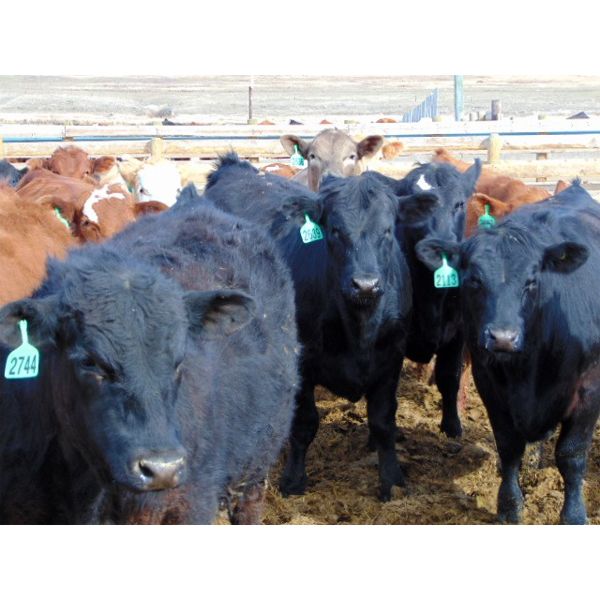 Coro View Farms - 925# Steers - 120 Head (Scandia, AB)