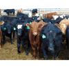 Image 3 : Coro View Farms - 925# Steers - 120 Head (Scandia, AB)