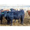 Image 5 : Coro View Farms - 925# Steers - 120 Head (Scandia, AB)