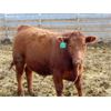 Image 6 : Coro View Farms - 925# Steers - 120 Head (Scandia, AB)