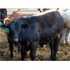 Image 7 : Coro View Farms - 925# Steers - 120 Head (Scandia, AB)