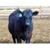 Image 8 : Coro View Farms - 925# Steers - 120 Head (Scandia, AB)