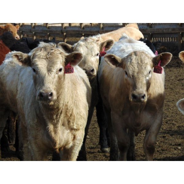 Coro View Farms - 890# Heifers - 60 Head (Scandia, AB)