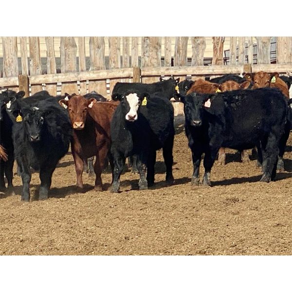 Duane Ashbacher - 825# Steers - 75 Head (Arrowwood, AB)