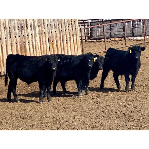Duane Ashbacher - 720# Steers - 86 Head (Arrowwood, AB)