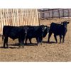 Image 1 : Duane Ashbacher - 720# Steers - 86 Head (Arrowwood, AB)