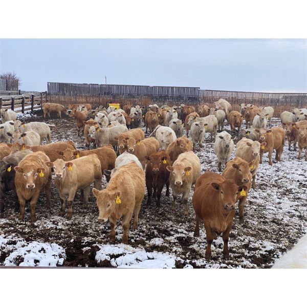 John & James Heatwole - 850# Heifers - 146 Head (Raymond, AB)