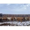 Image 5 : John & James Heatwole - 850# Heifers - 146 Head (Raymond, AB)
