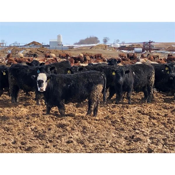 Plain Lake Farming Co. - 870# Steers - 156 Head (Two Hills, AB)