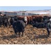 Image 2 : Plain Lake Farming Co. - 870# Steers - 156 Head (Two Hills, AB)