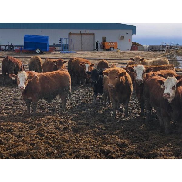 Plain Lake Farming Co. - 1000# Steers - 132 Head (Two Hills, AB)