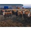 Image 1 : Plain Lake Farming Co. - 1000# Steers - 132 Head (Two Hills, AB)