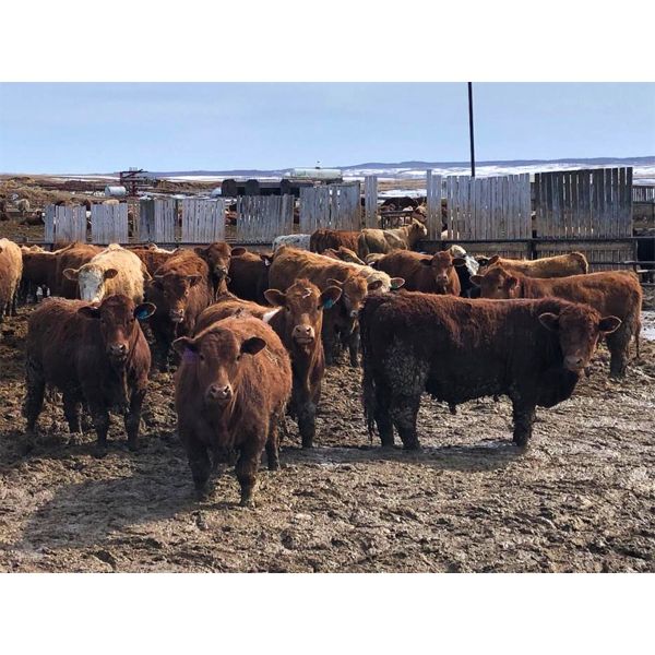 Plain Lake Farming Co. - 870# Steers - 215 Head (Two Hills, AB)