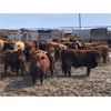 Image 1 : Plain Lake Farming Co. - 870# Steers - 215 Head (Two Hills, AB)