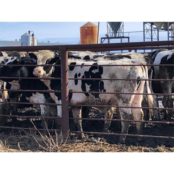 Plain Lake Farming Co. - 1000# Steers - 24 Head (Two Hills, AB)